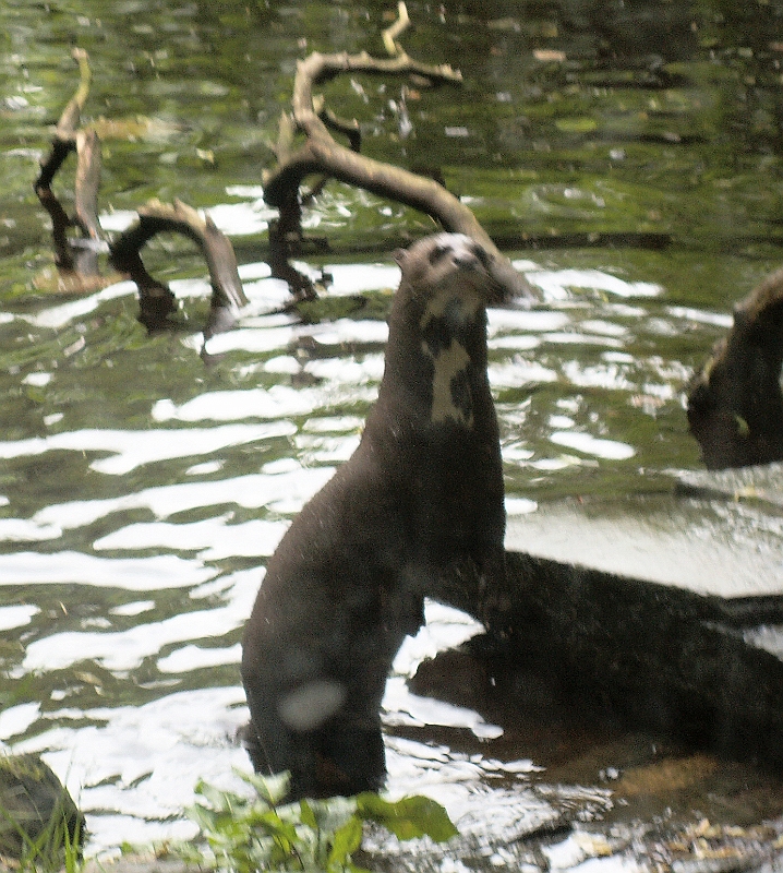 04 Giant Otter.jpg